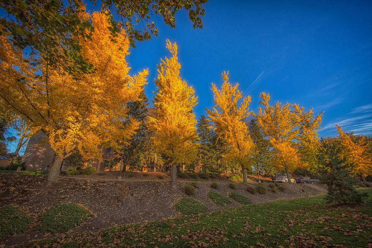 trees in fall colors in front of Saint Francis Hall