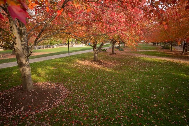fall leaves on back hill on franciscan campus
