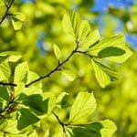 Close up on leaf