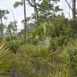 Tropical Foliage